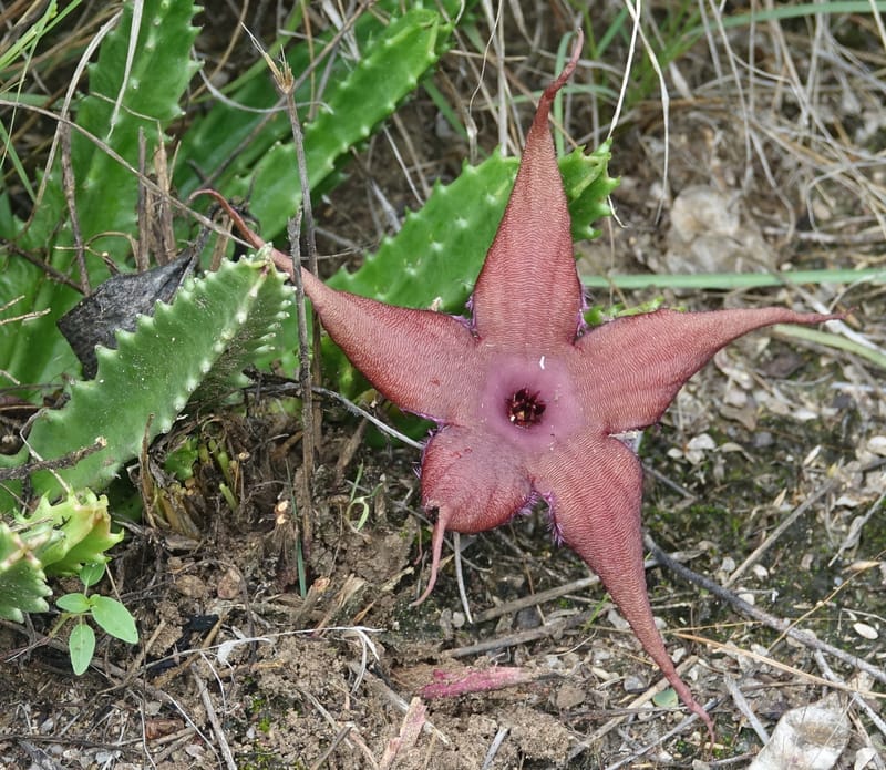 Stapelia schinzii, not. coll.--Namibia. Hwy D2859. Odom 418. 30 March 2018. DSC04324 (231).JPG