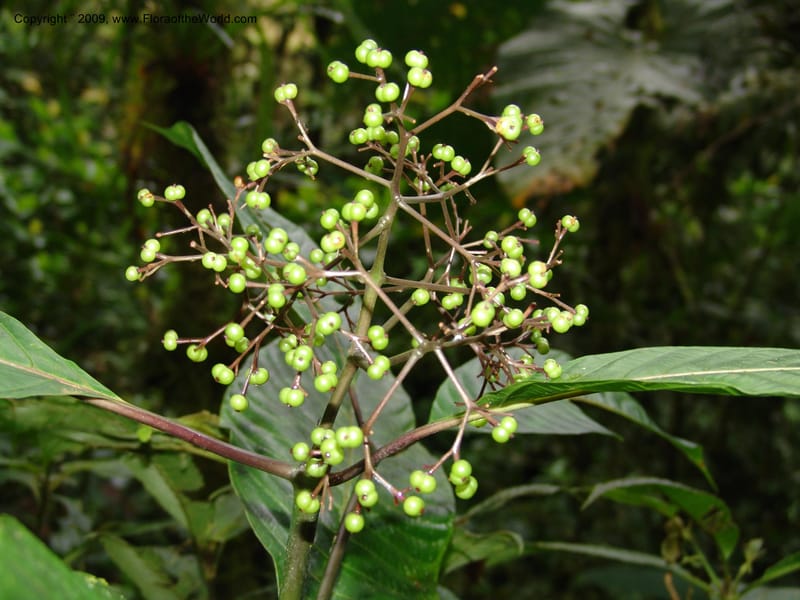 Psychotria, Croat94865--Ecuador. Prov. Carchi. El Chical-Penas Blancas. 19 Feb 05. 054.jpg