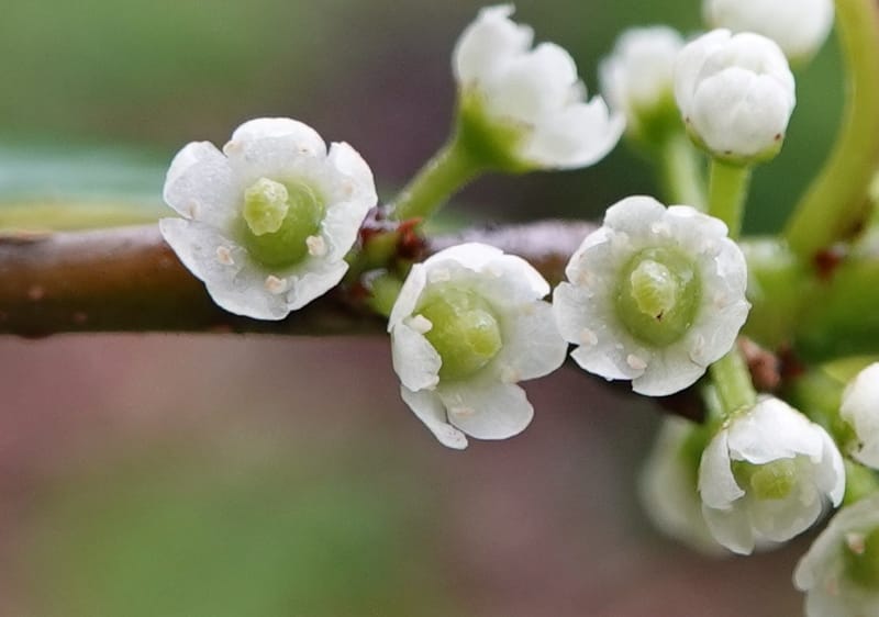 Ilex polyneura, D. Boufford 44125--China. Yunnan. Da Wei Shan. 2 May 2018. DSC01093 (337).JPG
