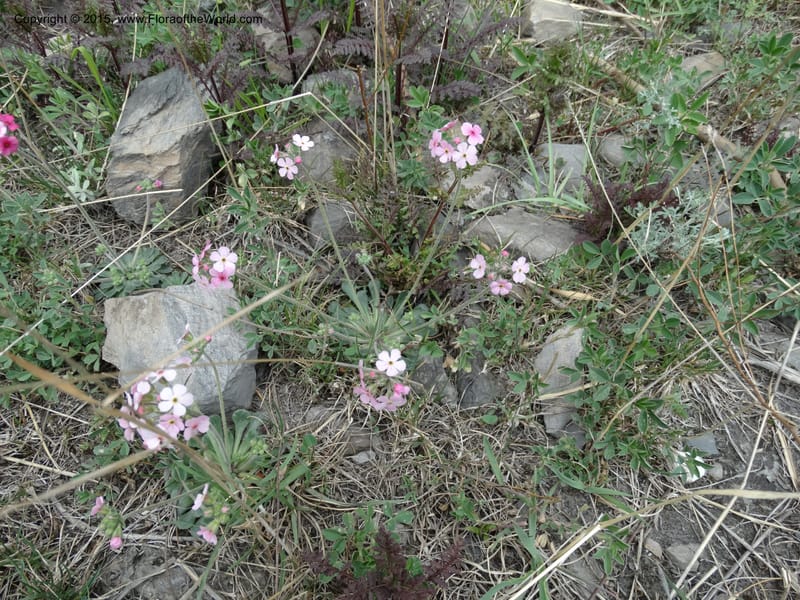 Androsace integra, Boufford, D 43599--China. Sichuan. Yonghe Village. 6 May 2014. DSC04110 (66).JPG