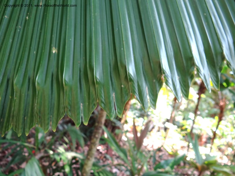 Licuala grandis--Australia. Queensland. Cairns Botanic Garden. 30 Sep 2011. 087 (11).jpg