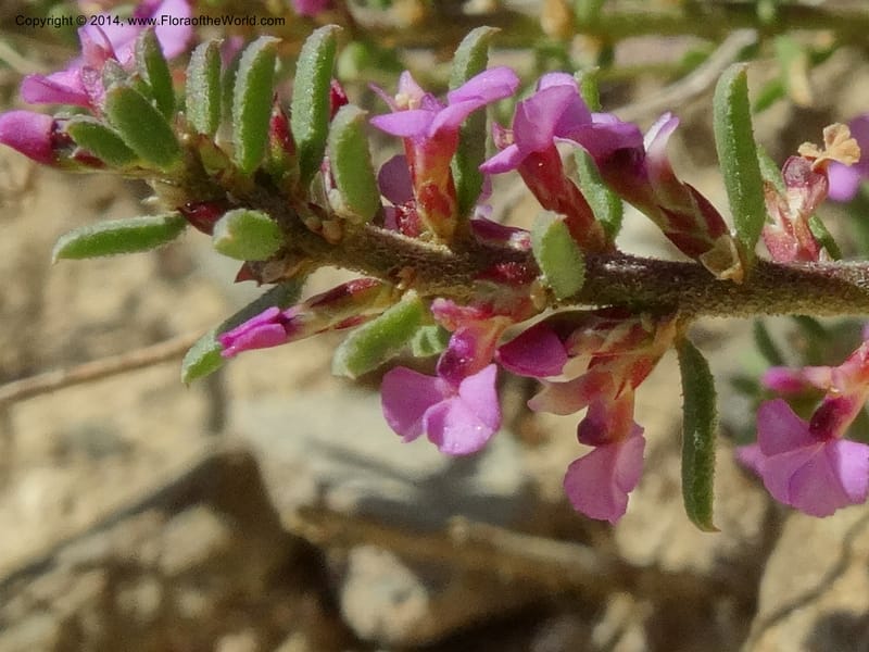 Muraltia satureioides, Davidson, C 12304--South Africa. Western Cape. De Hoop Nature Res. 22 Jan 2014. DSC01681 (80).JPG