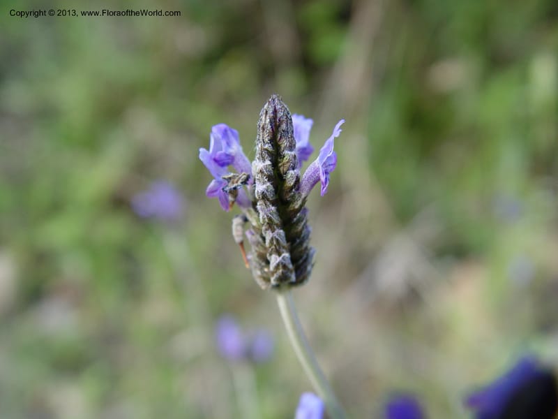 Lavandula multifida--Spain. Andalucia. E of Orgiva. Barranco de los Lobos.  (157).jpg