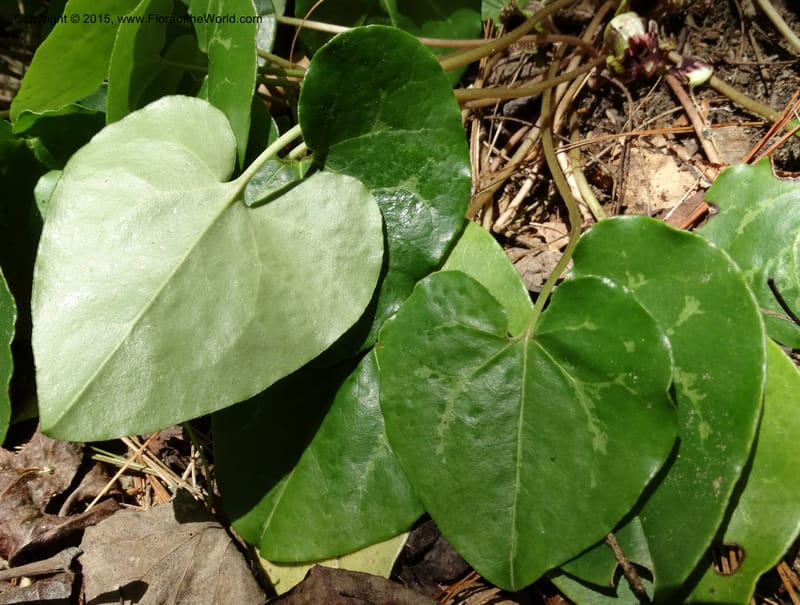 Asarum minus, Davidson, C 13010--Tennessee. Greene Co. Paint Rock, Paint Cr. 15 May 2016 (41).JPG
