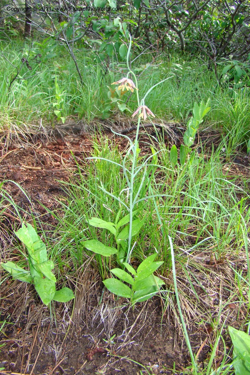 Fritillaria atropurpurea, C. Davidson 11437--Idaho. Valley Co. Payette Lake. Sylvan Beach. 7 June 2009. 015.jpg
