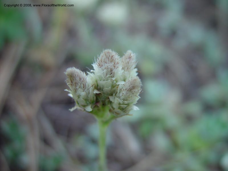 Antennaria marginata--AZ. Arboretum at Flagstaff. 5 Jun 03. 097.jpg