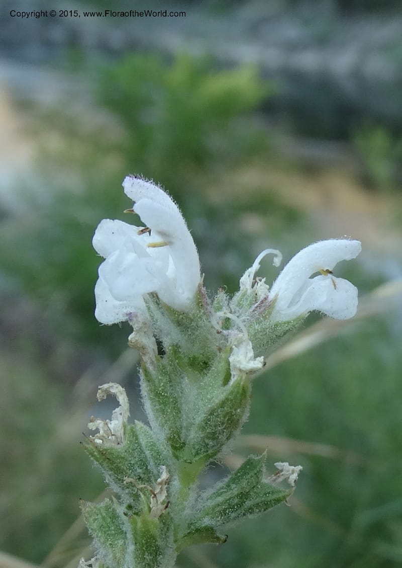 Salvia aethiopis, Davidson, C 12603--ID. Idaho Co. Goff Bridge on Hwy 95 N of Riggins. 16 Jul 2014. DSC00481 (100).JPG