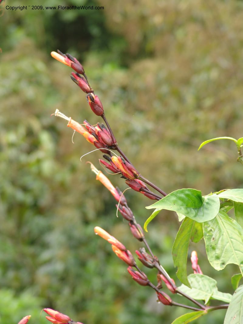 Sanchezia, DNeill15708--Ecuador. Prov. Zamora Ch. Rio Nangaritza ca Las Orquideas. 15 Sep 07. 062.jpg