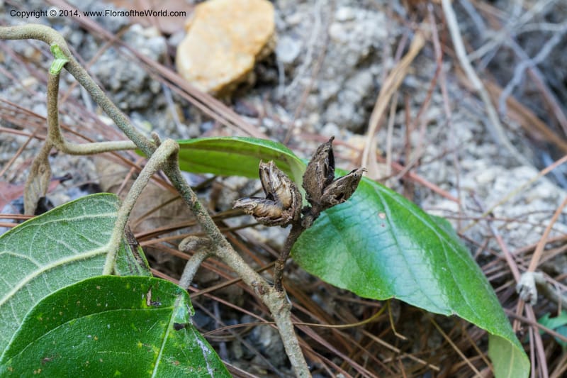 Molinadendron guatemalense, Stevens, W. D 34696--Nicaragua. Neuva Segovia. S of Cerro Mogoton. 5 Jun 2014. 3(6).jpg