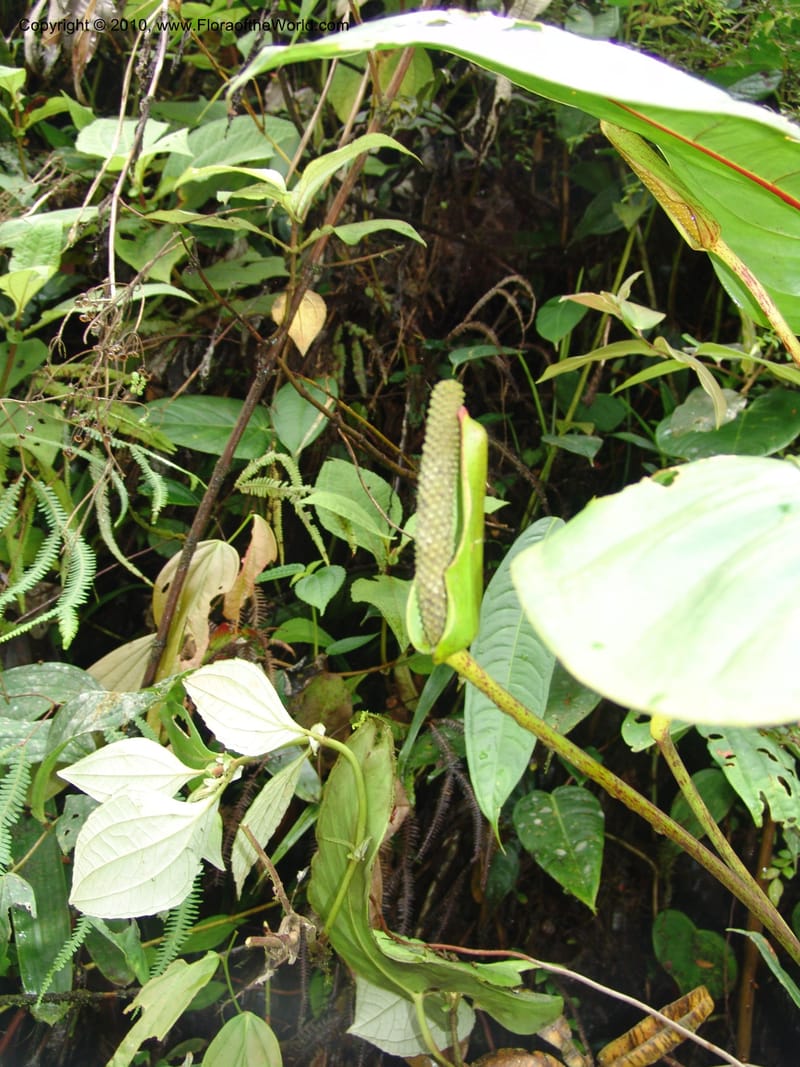 Anthurium incomptum, Croat 96349--Ecuador. Prov. Pichincha. Pacto-Pto. Quito Rd.. 25 Mar 06. 028 (13).jpg