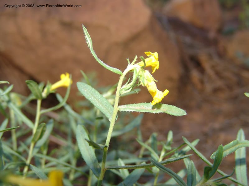 Lithospermum incisum--AZ. Coconino Co. San Francisco Pk.  F. Serv. Rd. 151. 4 Sep 04. 046.jpg