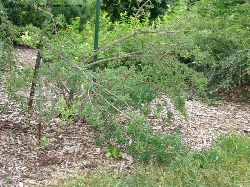 Daphne giraldii--IL. Chicago. Morton Arboretum. 1 Jul 05. 152.jpg