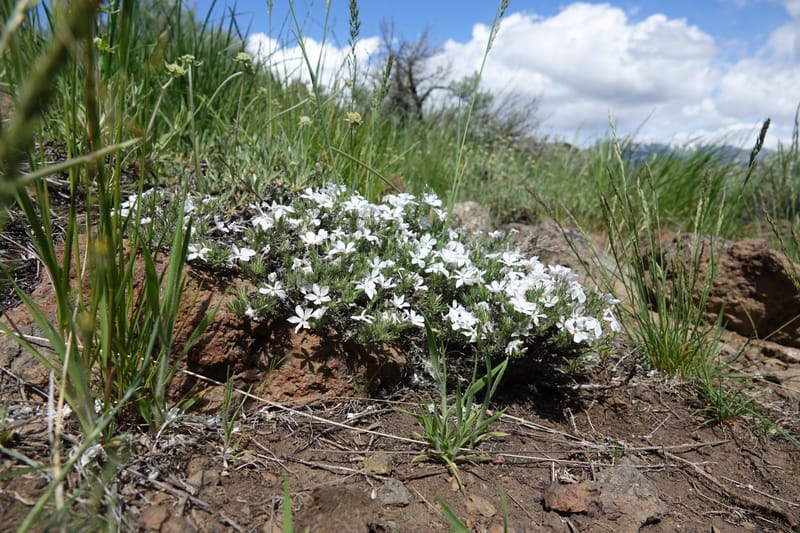 Phlox hoodii, C. Davidson 13543--ID. Blaine Co. Rock Creek Preserve. TNC. 13 May 2017. DSC00171 (42).JPG