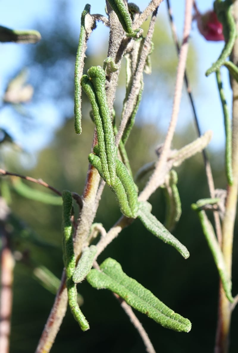 Lasiopetalum glutinosum subsp. latifolium, Davidson, C 13388--Australia. W.A. Calingiri Rd. 22 Oct 2016. DSC04023 (16).JPG