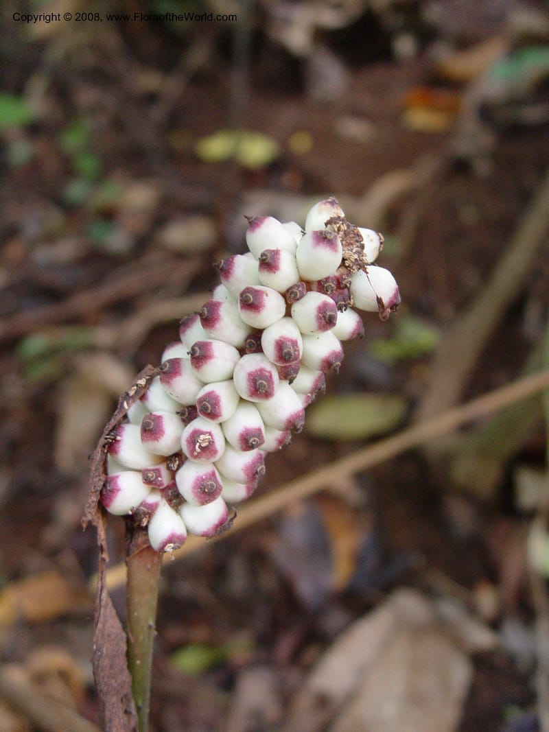 Anchomanes--Cameroon. Limbe Botanic Garden. 4 Dec 03. 231.jpg