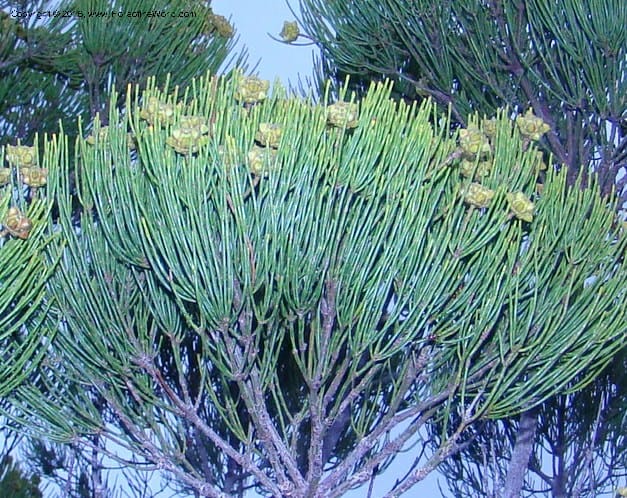 Gymnostoma deplancheanum, M. Callmander 825--New Caledonia. Pl des Lacs. Ca. Grand Lac. 21 Jan 2010. 293 (270).jpg
