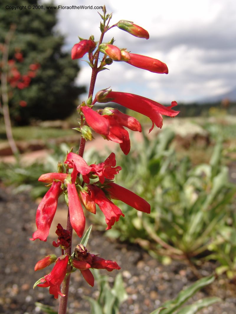 Penstemon eatonii--AZ.  Arboretum at Flagstaff. 3 Sep 04.  189.jpg