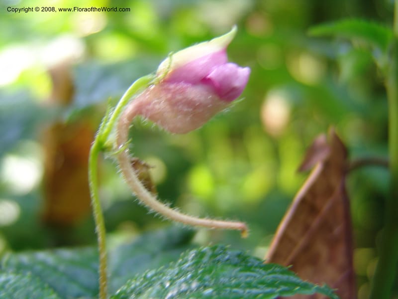 Impatiens--Kenya. Kakamega Forest. Rondo Retreat Ctr. 8 Jul 04. 048.jpg
