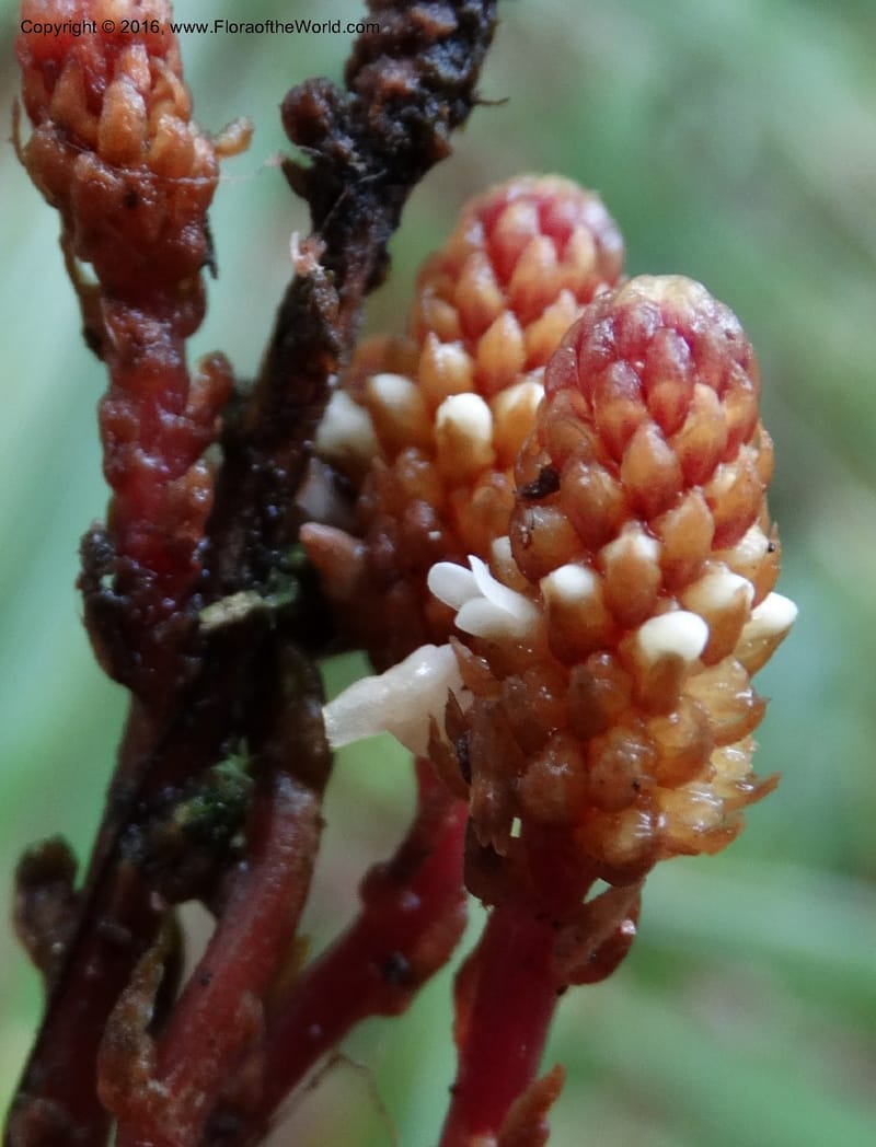 Epirixanthes, Davidson, C 12753--Sabah. Hampuan FR. 13 Oct 2014. DSC04689 (3).JPG