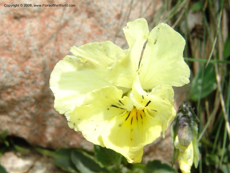 Viola oreades--Georgia. Vic. of Tskhrats'karo Pass. 7 Jun 05. 163.jpg