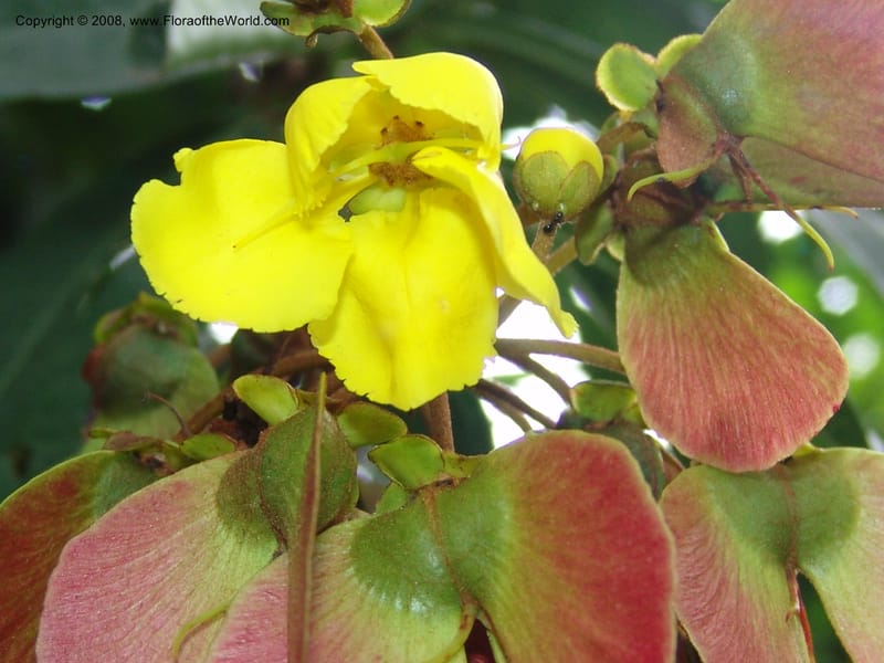 Acridocarpus natalitica--So. Africa. Lowveld Nat. Bot. Gard. 14 Mch 05. 421.jpg