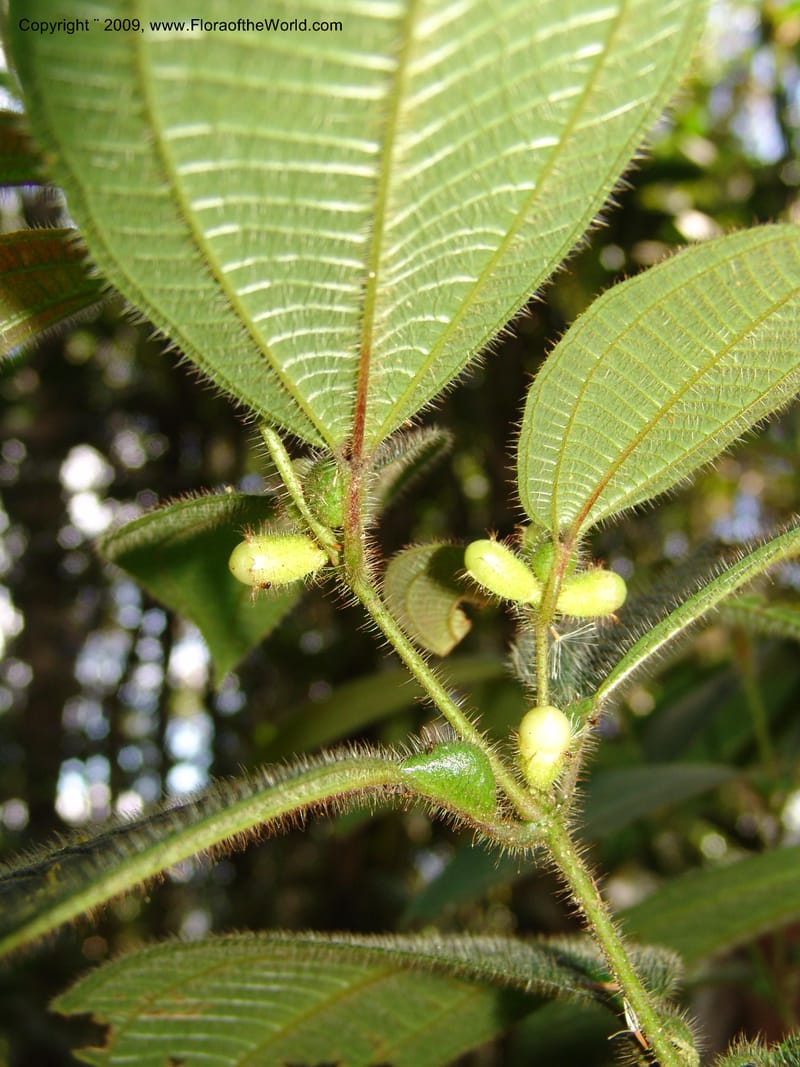 Tococa, DNeill15936--Ecuador. Prv. Zam. Ch. C del Condor. Wawaime plot. 22 Sep 07. 173.jpg