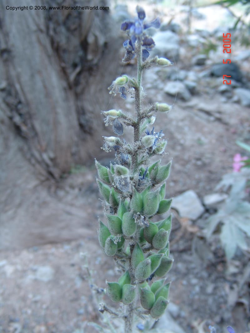 Delphinium staphisagria--Crete. Samaria Gorge. 27 May 05. 223.jpg