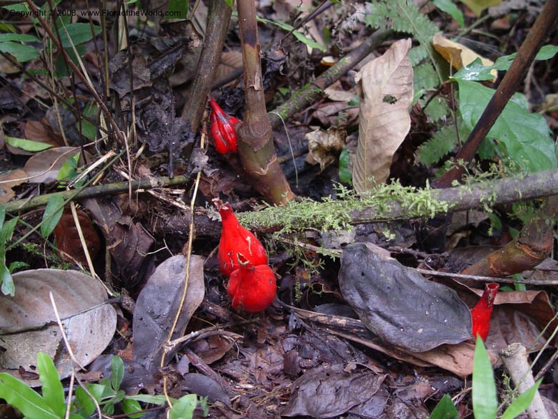 Aframomum sceptrum--Cameroon. Mt. Cameroon. 5 Dec 03. 152.jpg