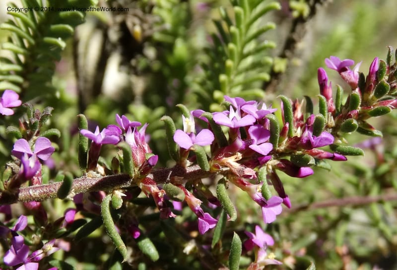 Muraltia satureioides, Davidson, C 12304--South Africa. Western Cape. De Hoop Nature Res. 22 Jan 2014. DSC01681 (86).JPG