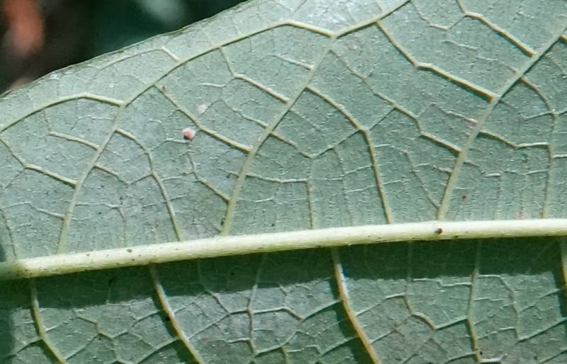 Poggea alata, C. Davidson 13956--Gabon. Arb. Sibang. 5 Nov. 2018. DSC02235 (65).JPG