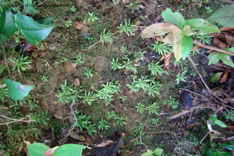 Huperzia, Regalado 1741--Viet Nam. Thua Thien Hue Prov. Phu Loc Distr. Bach Ma. 13Apr 09. 215.jpg