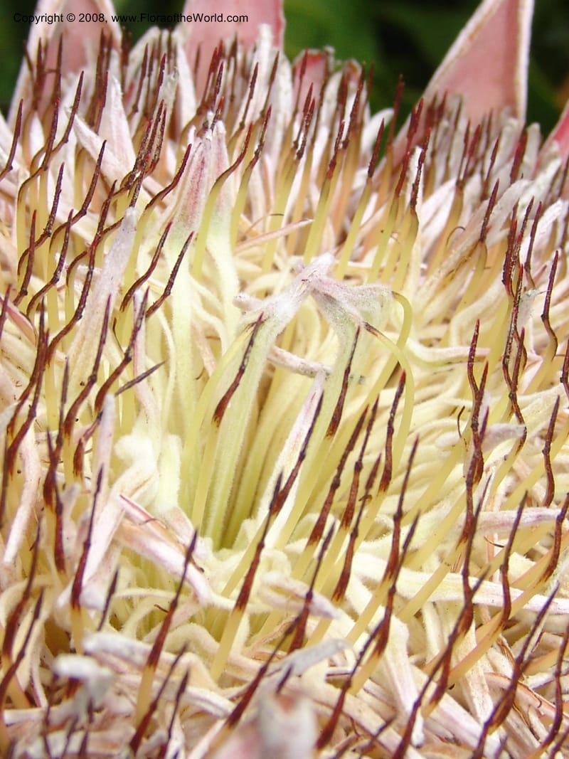 Protea cynaroides--CA. San Francisco Arbor. 3 Jul 07. 195.jpg