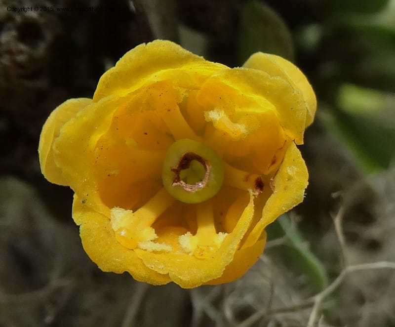 Berberis lutea, Ulloa, C 2493--Ecuador. Cotopaxi. 23 Apr 2015. DSC02466 (299).JPG