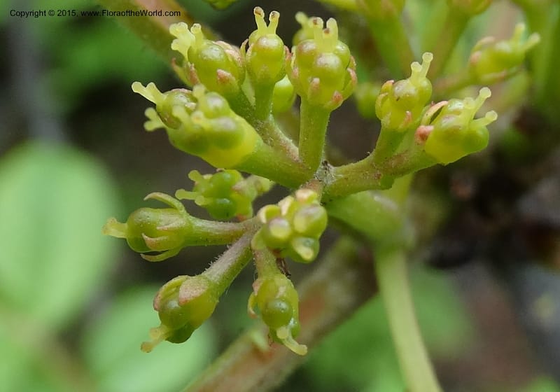 Zanthoxylum bungeanum, Boufford, D 43737--China. Sichuan. XinZhaZi Gou. 14 May 2014. DSC06426 (65).JPG