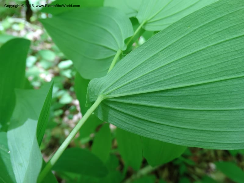 Uvularia grandiflora, Davidson, C 12986--North Carolina. Clay Co. Perry Gap Rd, Barnard's Cr. 13 May 2015. DSC04860 (146).JPG
