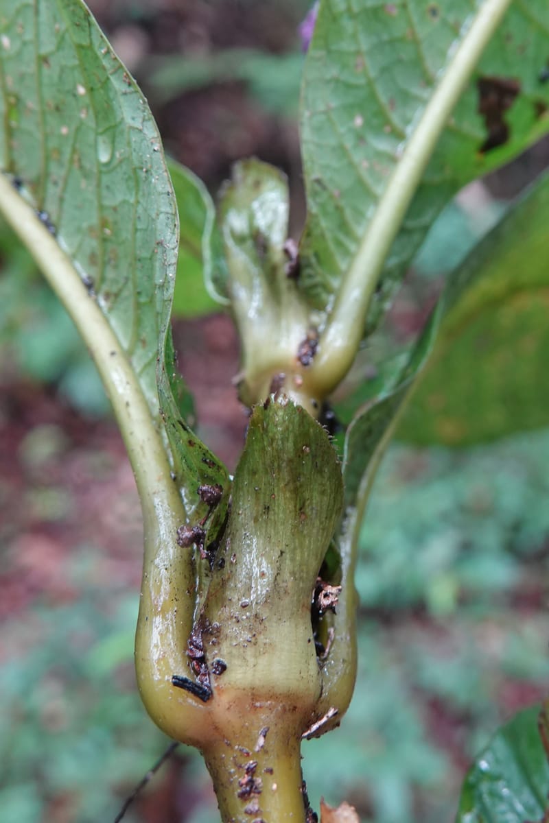 Trichostachys longifolia, C. Davidson 14076--Gabon. Raponda-Wallker. 28 Oct 2019. DSC02420 (102).JPG