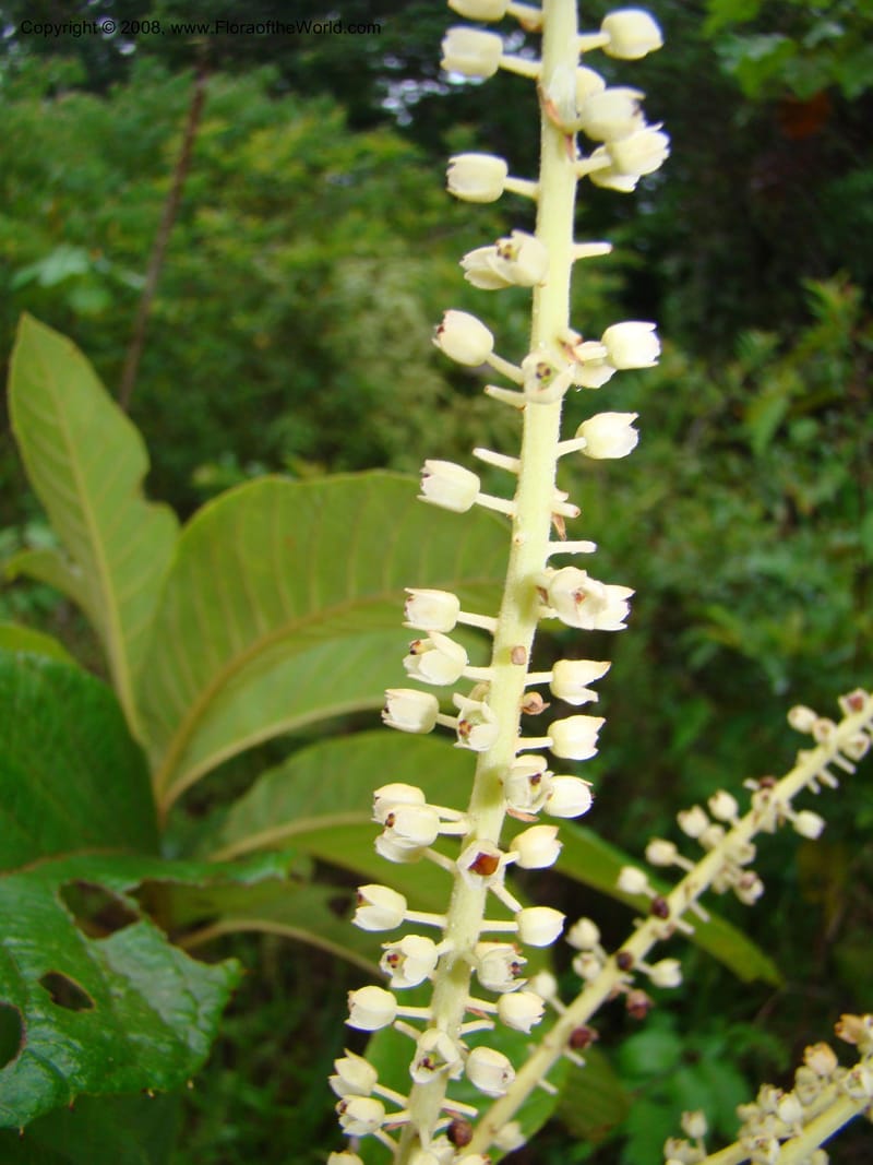 Clethra mexicana, RAguilar11192--Costa Rica. Puntar. Osa. Los Mogos. 17 Apr 08. 441.jpg