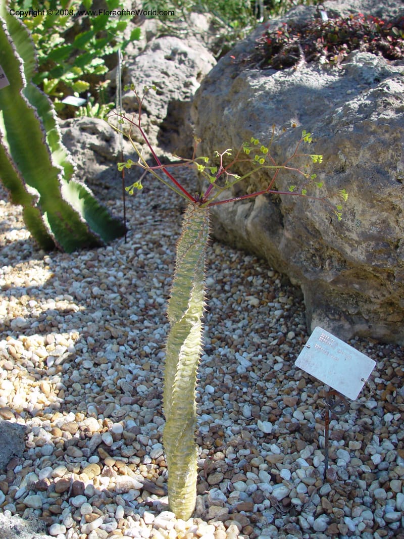 Euphorbia perrieri, 2000195 A--FL. Fairchild Tropical Gard. 15 Jan. 03. 071.jpg