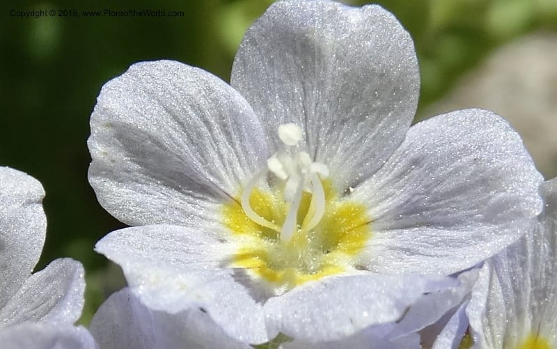 Polemonium pulcherrimum, Davidson, C 12552--Idaho. Valley Co. FS Rd. 431. 1 Jul 2014. DSC09329 (16).JPG