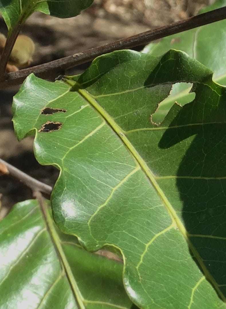 Cupaniopsis, Callmander, M 1227--New Caledonia. Tina. 10 Nov 2015. DSC00610 (24).JPG