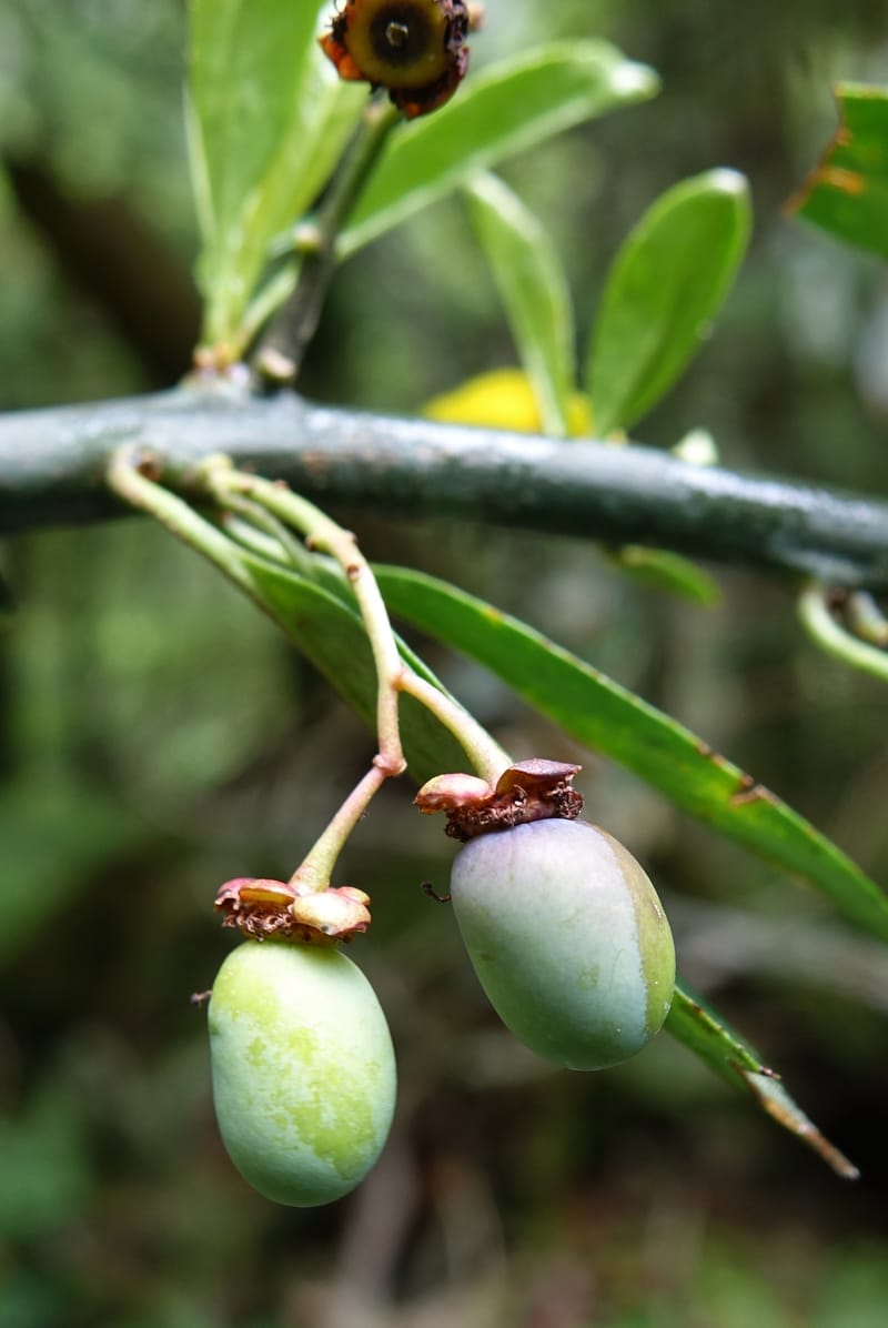Prinsepia scandens, Tseng Yu-Hsin 1328--Taiwan. Taroko Nat. Park. Mt. Bilu Trail. 21 May 2016.  (65).JPG