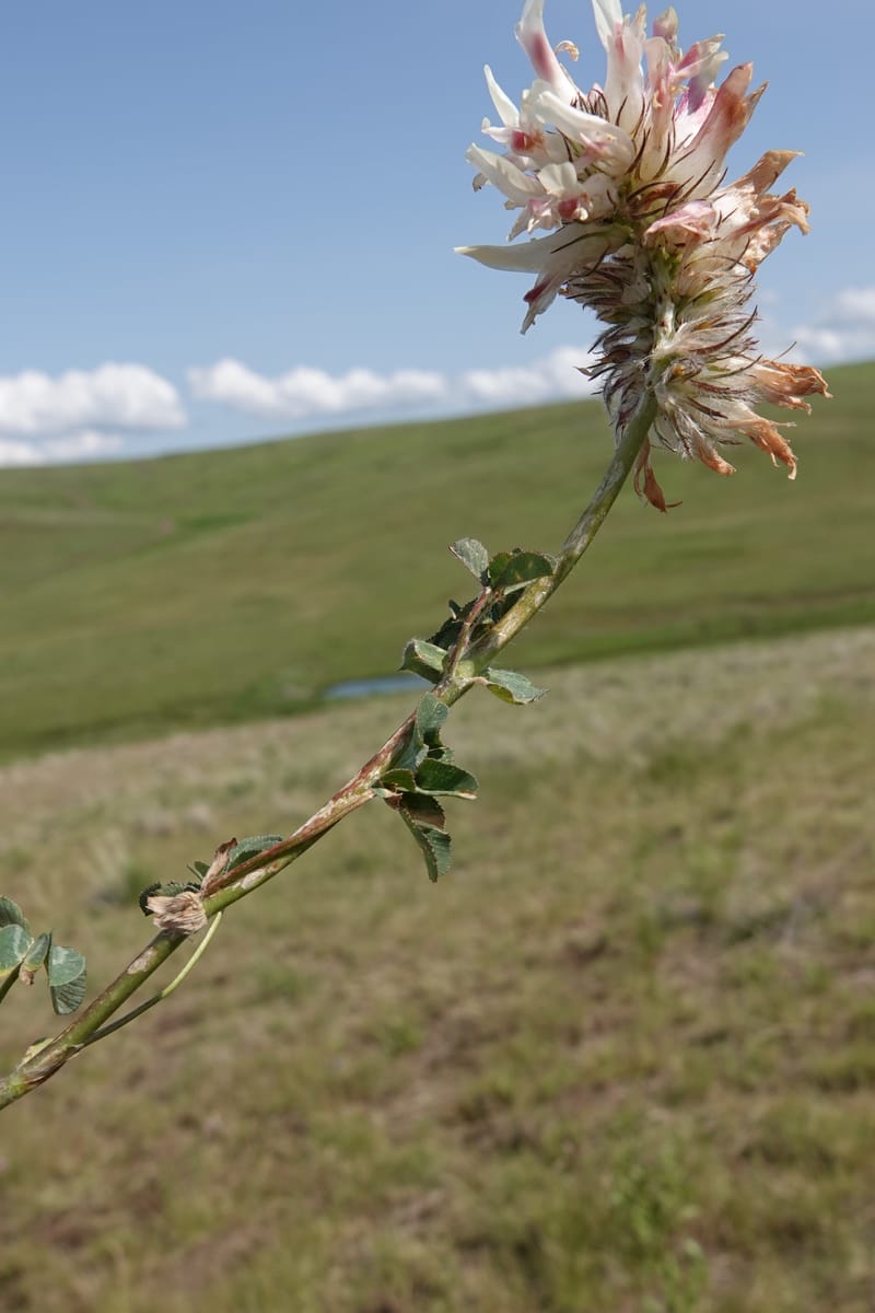 Trifolium macrocephalum, C. Davidson 13789--Oregon. Wallowa Co. Upper Camp Creek Canyon. 5 Jun 2018. DSC05225 (37).JPG