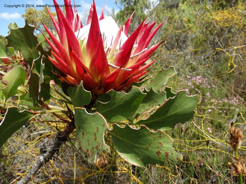 Protea cynaroides, Davidson, C 12315--South Africa. Western Cape. E. side, Fernkloof. 24 Jan 2014. DSC01799 (124).JPG