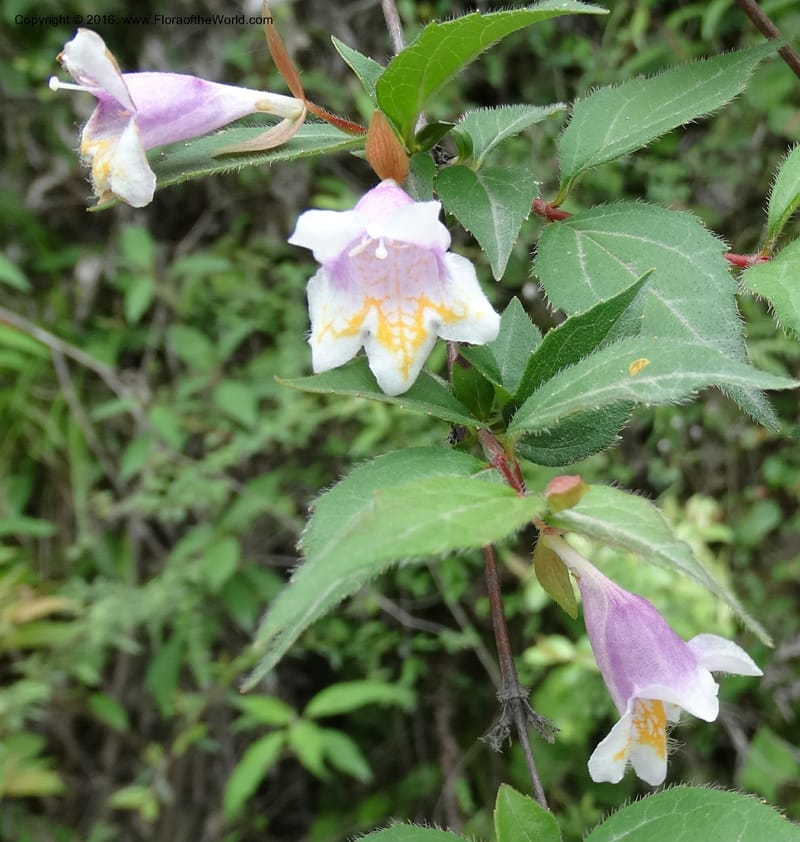Abelia macrotera, Boufford, D 43692--China. Sichuan. LongDongZhen on Rd. to LeiYuan Shan. 13 May 2014. DSC05860 (189).JPG