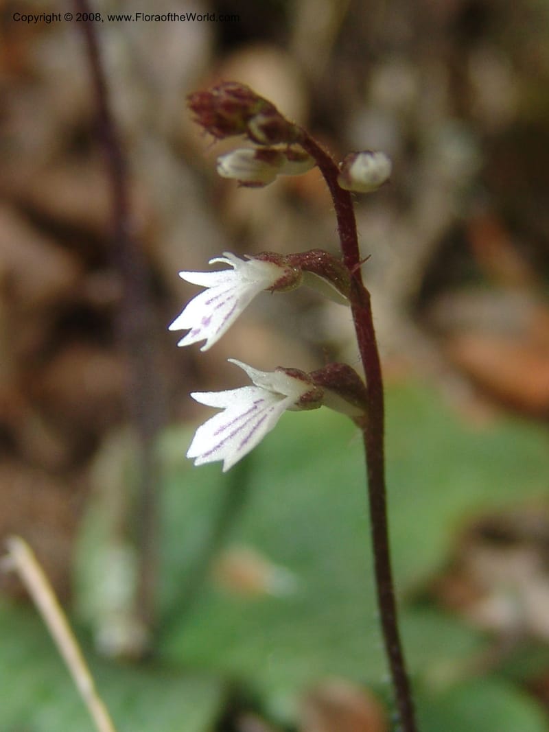 Holothrix holoceras--So.Africa. Mpumal. Buffelskloof Private Nat. Res. 17 Mch 05. 400.jpg
