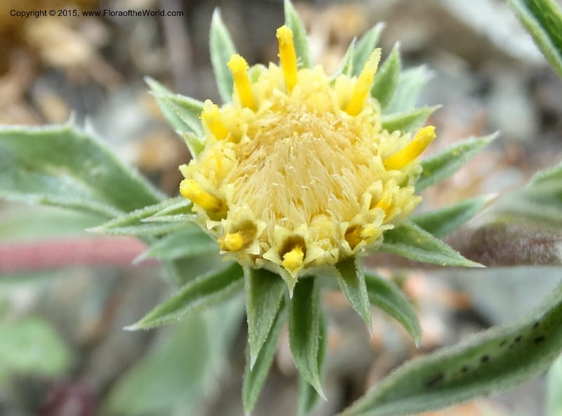 Pyrrocoma, Davidson, C 12630--ID. Idaho Co. Seven Devils Campground. 11 Aug 2014. DSC00412 (18).JPG