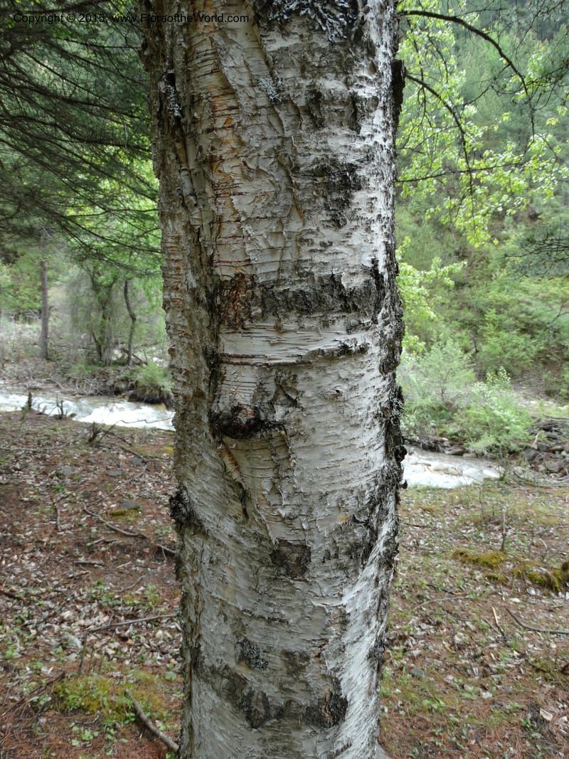 Populus, Boufford, D 43740--China. Sichuan. XinZhaZi Gou. 14 May 2014. DSC06426 (51).JPG