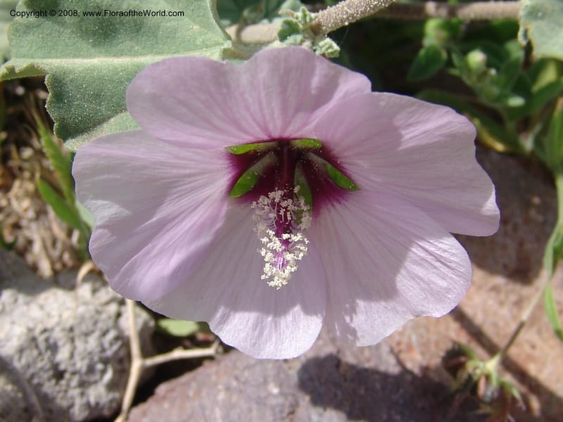 Lavatera maritima--Spain. Prov. Almeria. Cabo de Gata. Old lighthouse. 23 Apr 05. 057.jpg