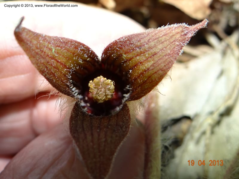 Asarum sp. unk. , Davidson, C 12133--USA, California, Nevada Co. 19 Apr 2013  0164 (7).JPG