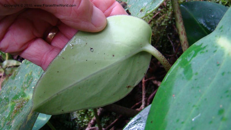 Peperomia...WDS#27264,Nicaragua,Matagalpa,La Selva Negra,16June2008 136.jpg